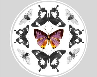 Butterflies and Moths Print Vintage Entomolygy Illustration 15 by 10.5 inches Wall Hanging