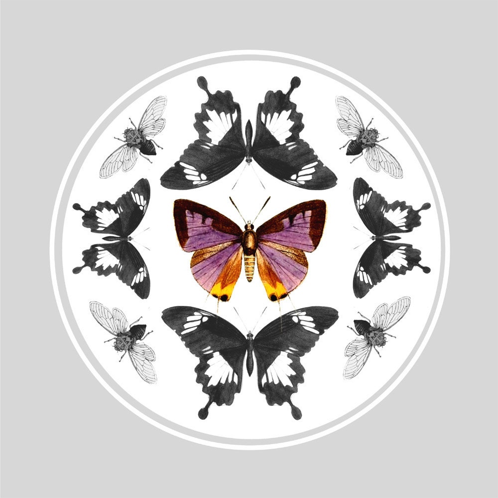 Butterflies and Moths Print Vintage Entomolygy Illustration 15 by 10.5 inches Wall Hanging