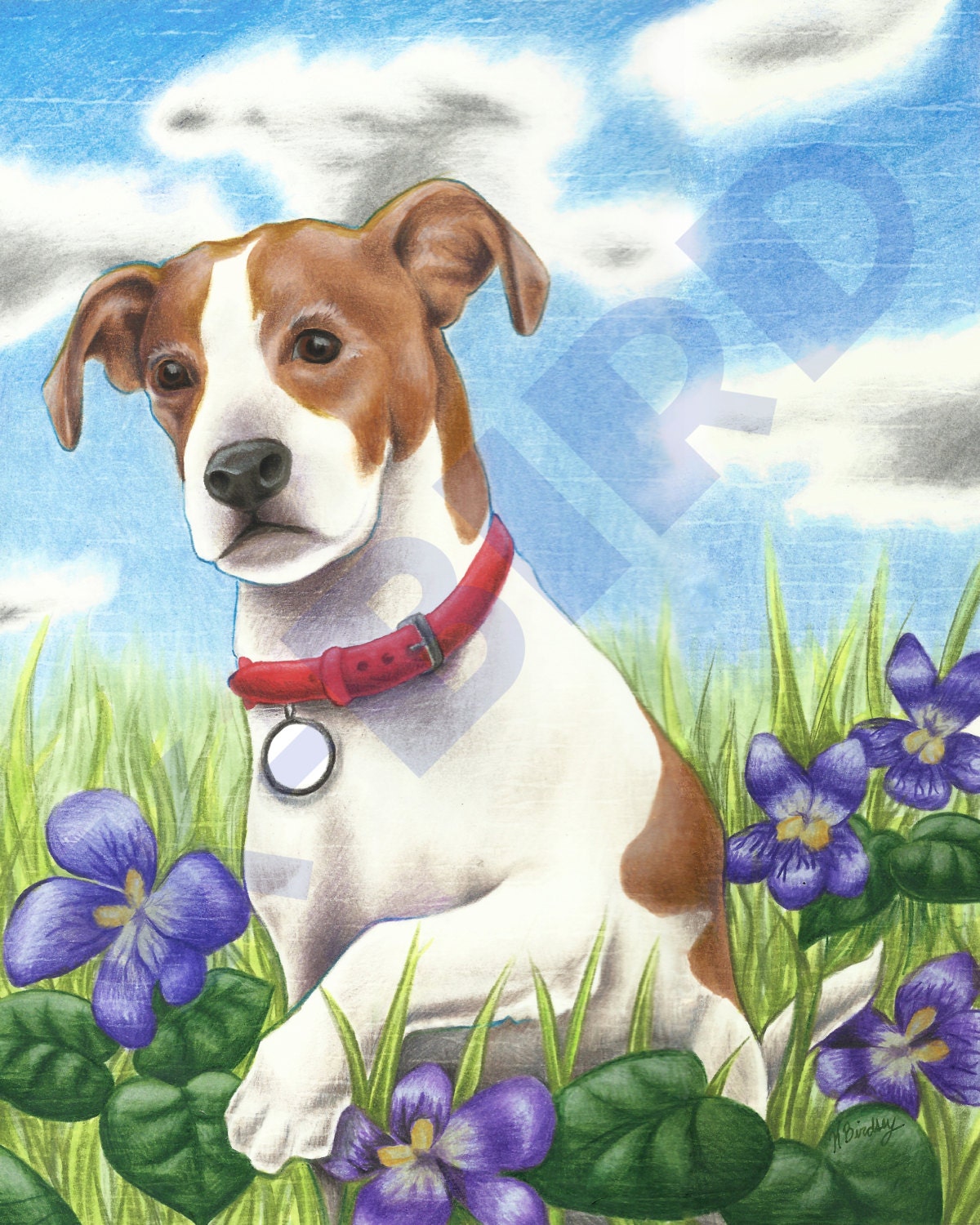 Jack Russel Terrier