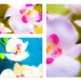 Orchid Photography, Flower Photography, Set of 3 8x8 Prints, floral, home decor turquoise, blue, green, yellow, hot pink, "Orchid Elements"