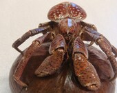 6" Coconut Crab arthropod land crab animal part