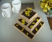 Flower Planter, Herb Garden, FREE SHIPPING, Plant Pot, , Seed Starter, Miniature, 8 x 8  x 4 inch, Indoor or Outdoor
