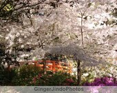 Cherry Blossoms and Bridge.  Original Art Photograph - 8" x 10" - Archival Matte Paper - White - Green - Orange - Pink - Botanical - Nature