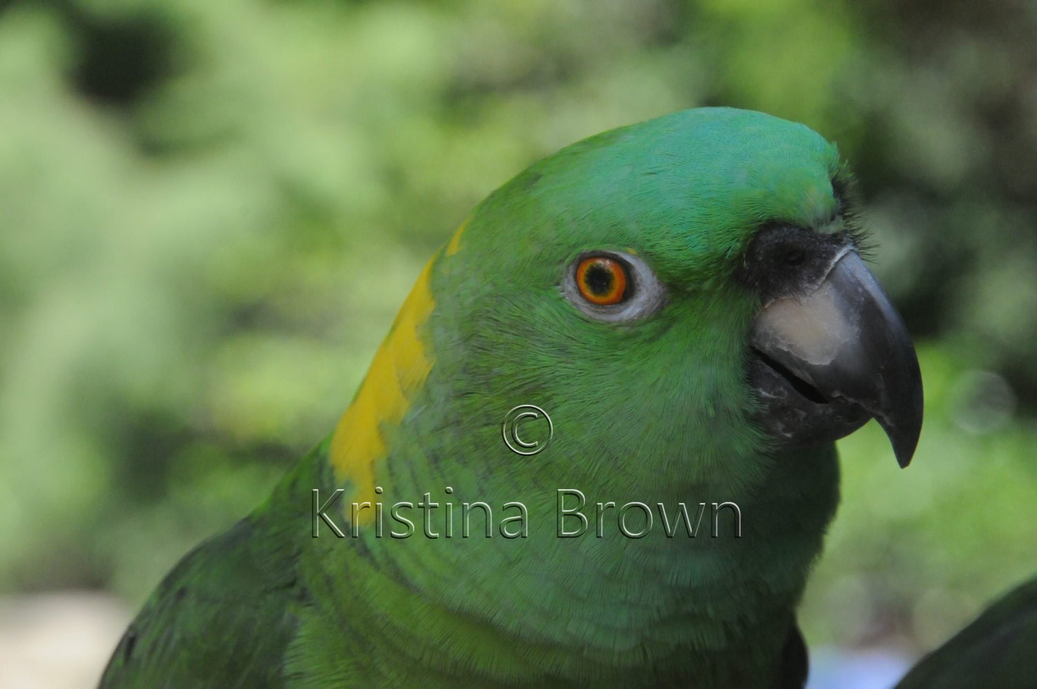 Animal Photography Parrot Photograph Yellow Naped Amazon Wildlife Green Bird Art Print Photograph 8x12