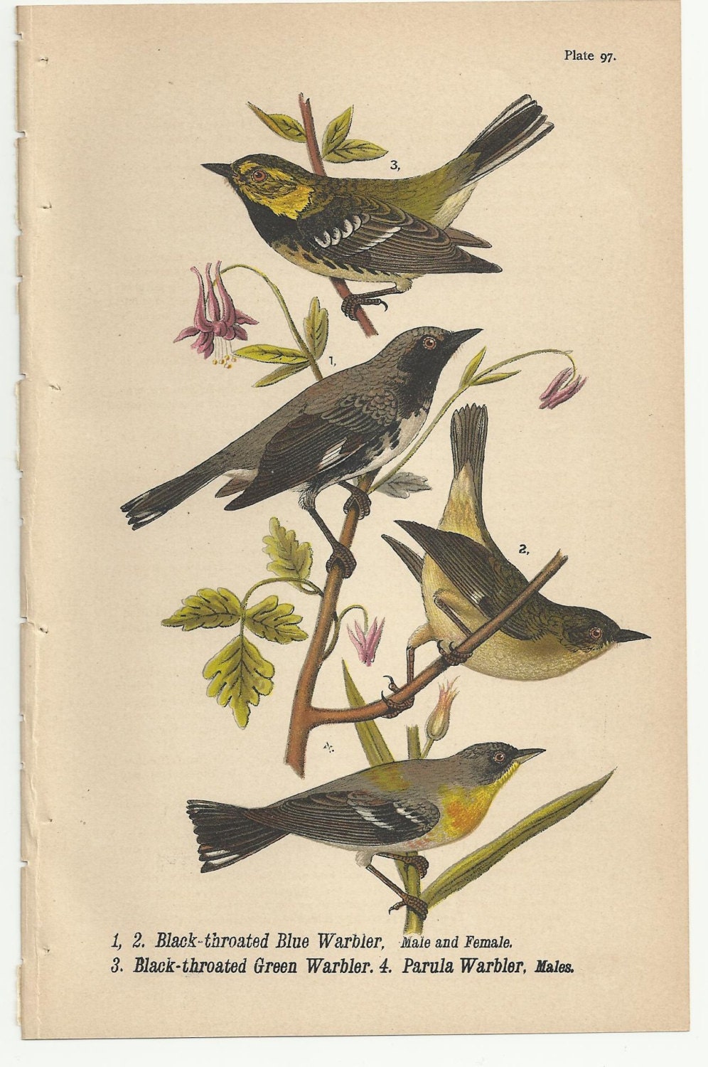 Antique BH Warren 1890   Three 3  Warblers (97) from Report on the Birds of Pennsylvania Original Bird print bookplate plate - WondersOfThePast