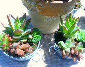 Succulent Centerpiece, Succulent Dish Garden, Succulent Planter,  Succulent Garden, Potted Succulent, Plants and Edibles