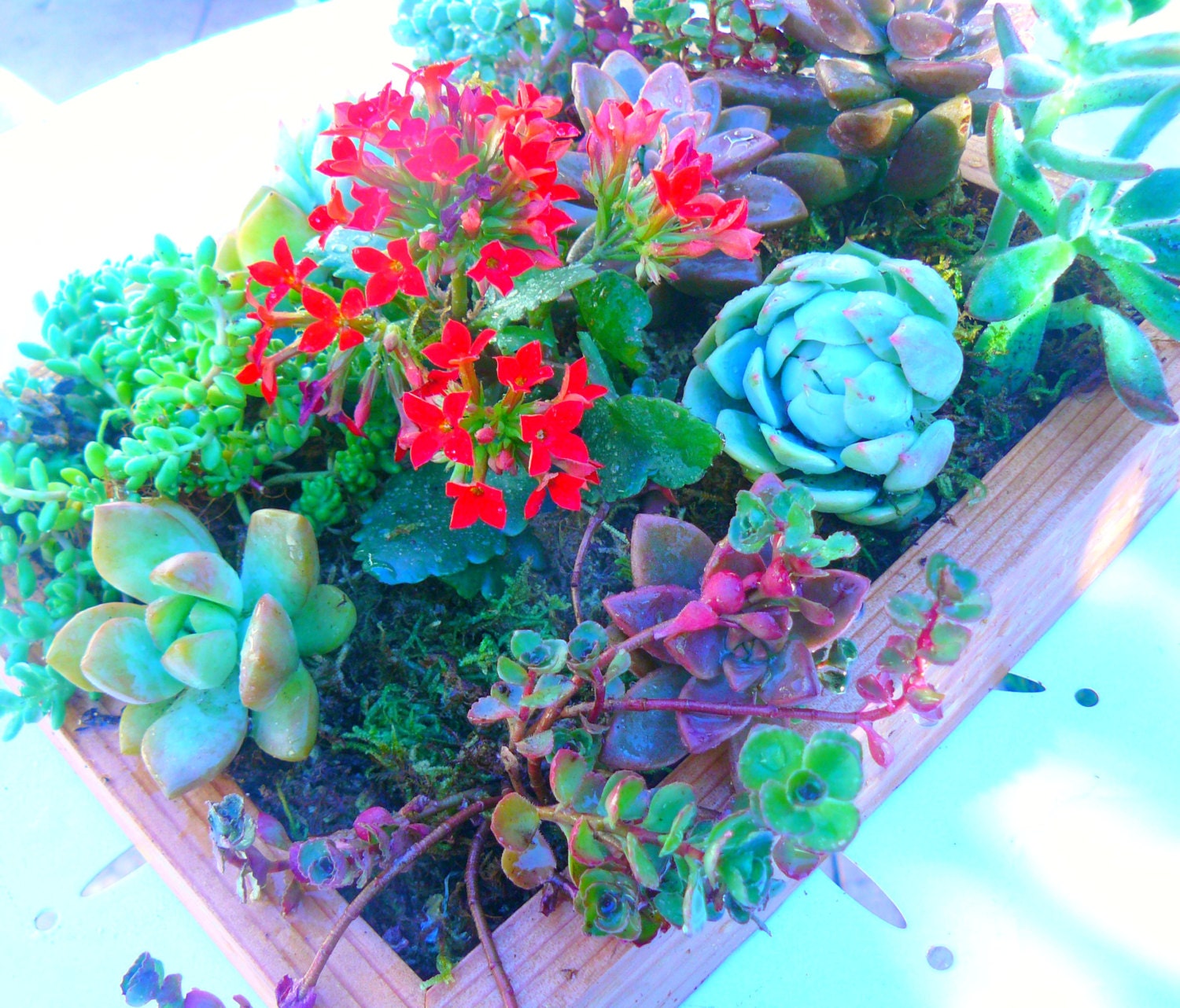 8.5 X 10 Vertical Succulent Garden Ready Made, Living Wall Art, Succulent Wall Art, Vertical Succulent Planter, Succulent Planter