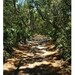 Cumberland Island, GA - Photograph, print
