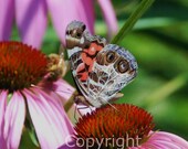 Painted Lady Butterfly Photo Signed by Nationally Published, now disabled, Photographer Nancy Ferguson, Home Decor, Nature, Colorful, Depth,