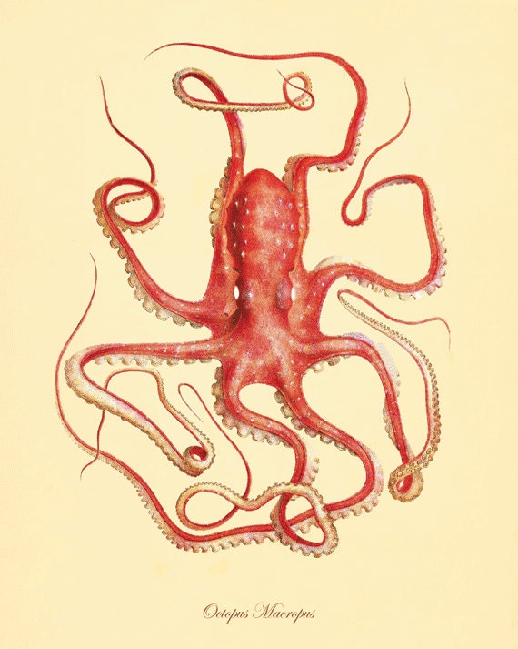 Octopus Vintage prints old prints Nautical art print Ocean Decor Natural History Victorian art antique prints nature print 8x10 art print
