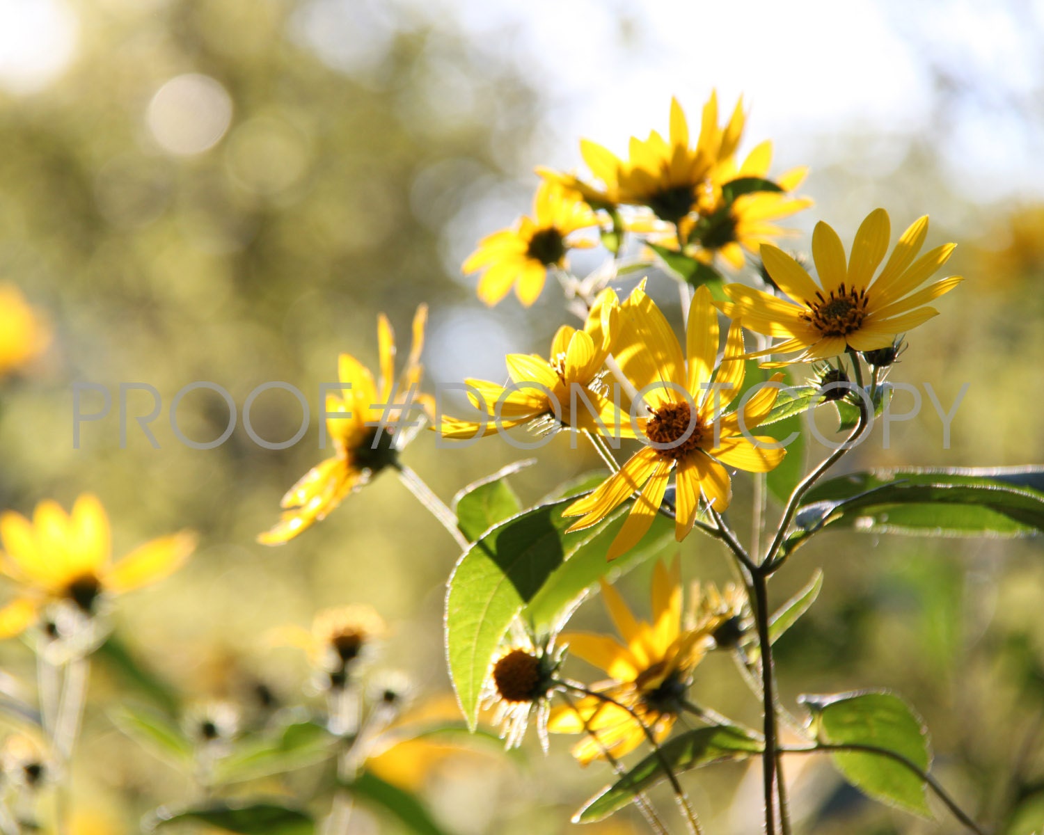 Summer Daisy - Daisy Collection Two - Nature Photography - 8x10 Art Print