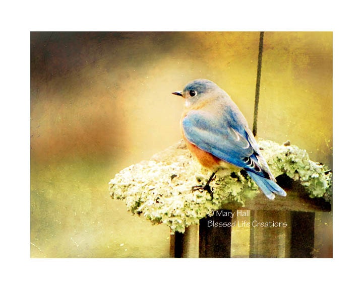 Bluebird  Photo   Photography Wall Art Nature Photography - BlessedLifeCreations