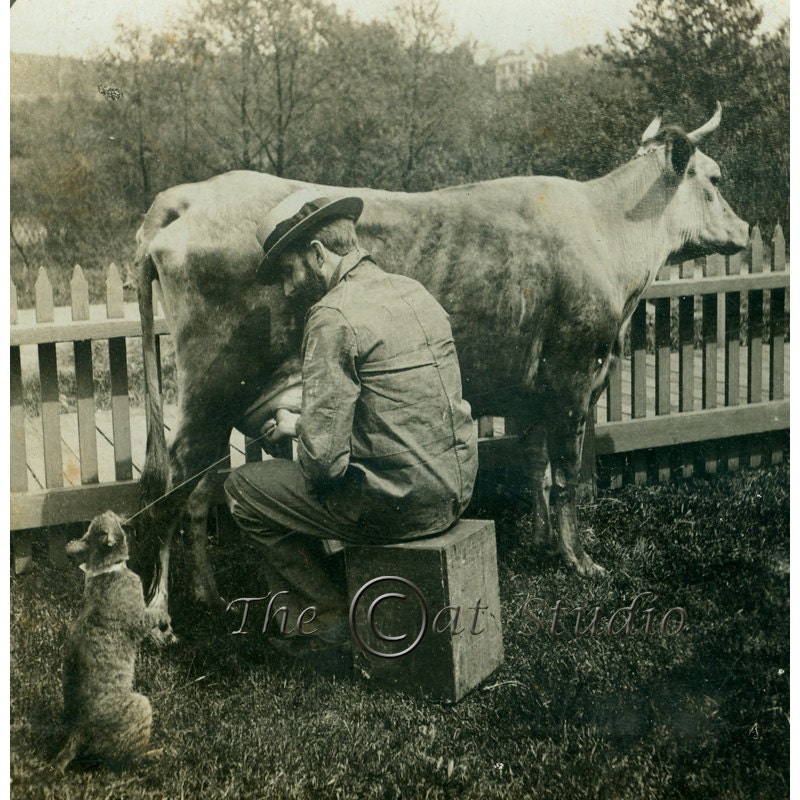 Cat and Cow Photo / Antique Photograph / Keystone Stereoview - TheCatStudio