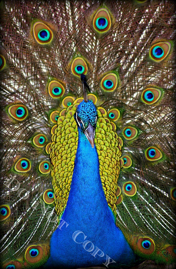 Peacock -  20X30  Original Photography art on wrapped canvas - MADE TO ORDER