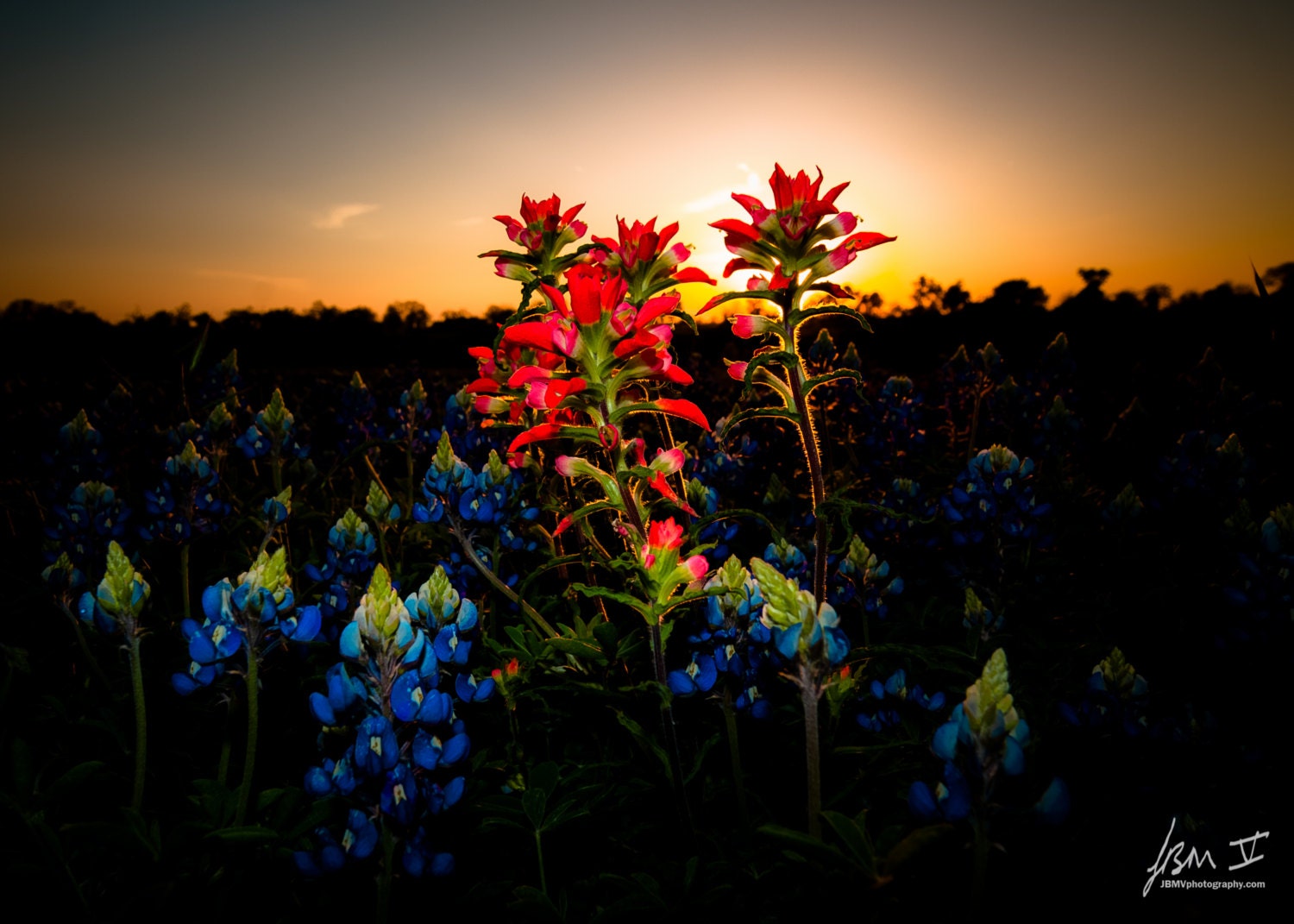 Wildflower Photo, Texas Hill Country Bluebonnets Fine Art Landscape Photography - Spring Sunset - 16x24 Canvas Gallery Wrap