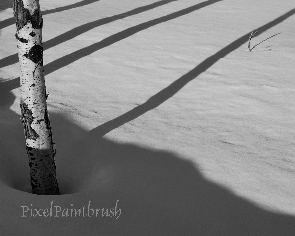Winter Birch Shadows, Black, White Photo, Snow Print, Landscape, 8x10
