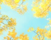 Nature Photography - Home Decor - pale mint blue and pale yellow branches - 8x10 inch Tree Photography - Aspen