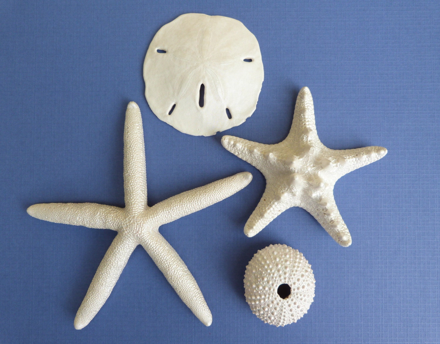 Beach Wedding Seashell Decor Set - White Painted Reception Collection - Coastal Nautical Blue Ocean Ornament - Starfish Urchin Sand Dollar