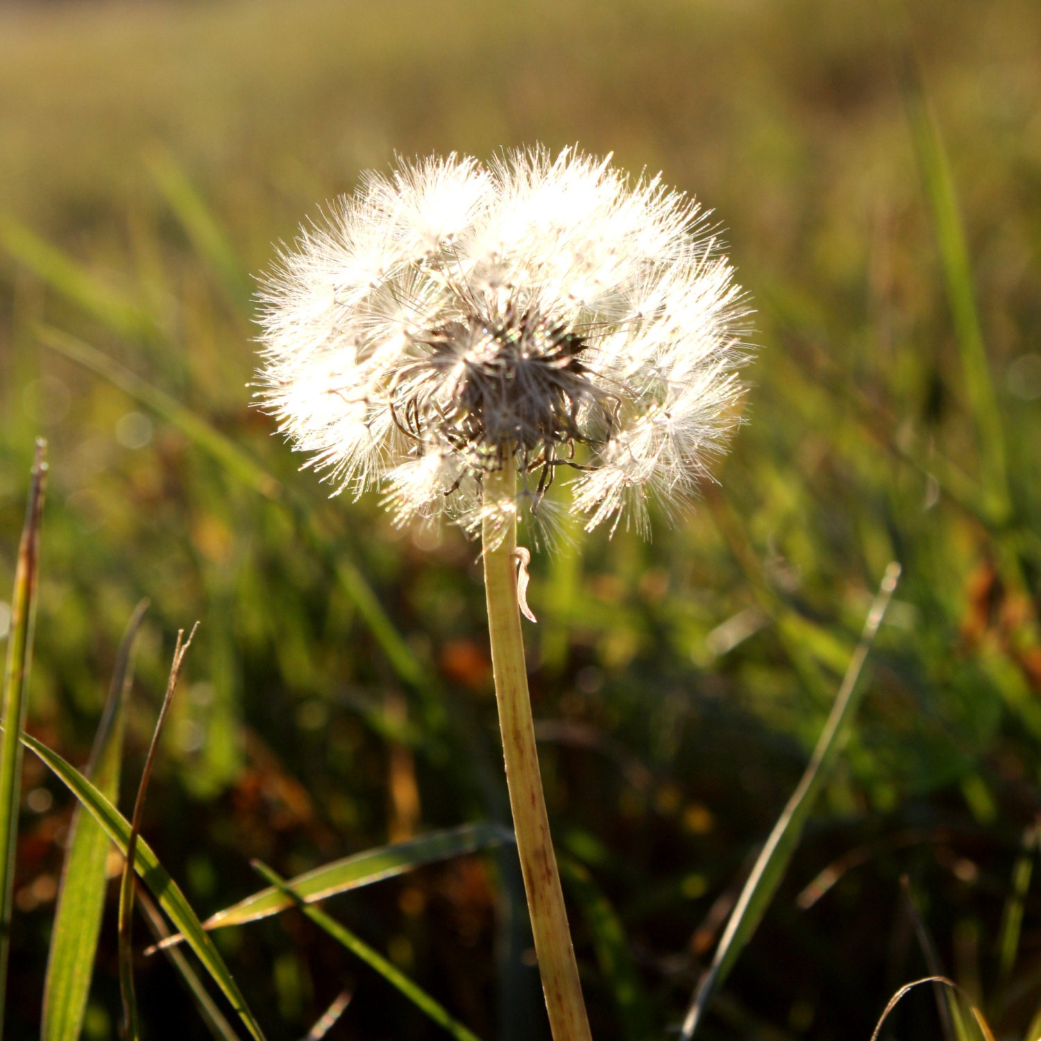 Fine Art Print 8x8 Dandelion Seed Puff Nature Flowers Plants FREE SHIPPING