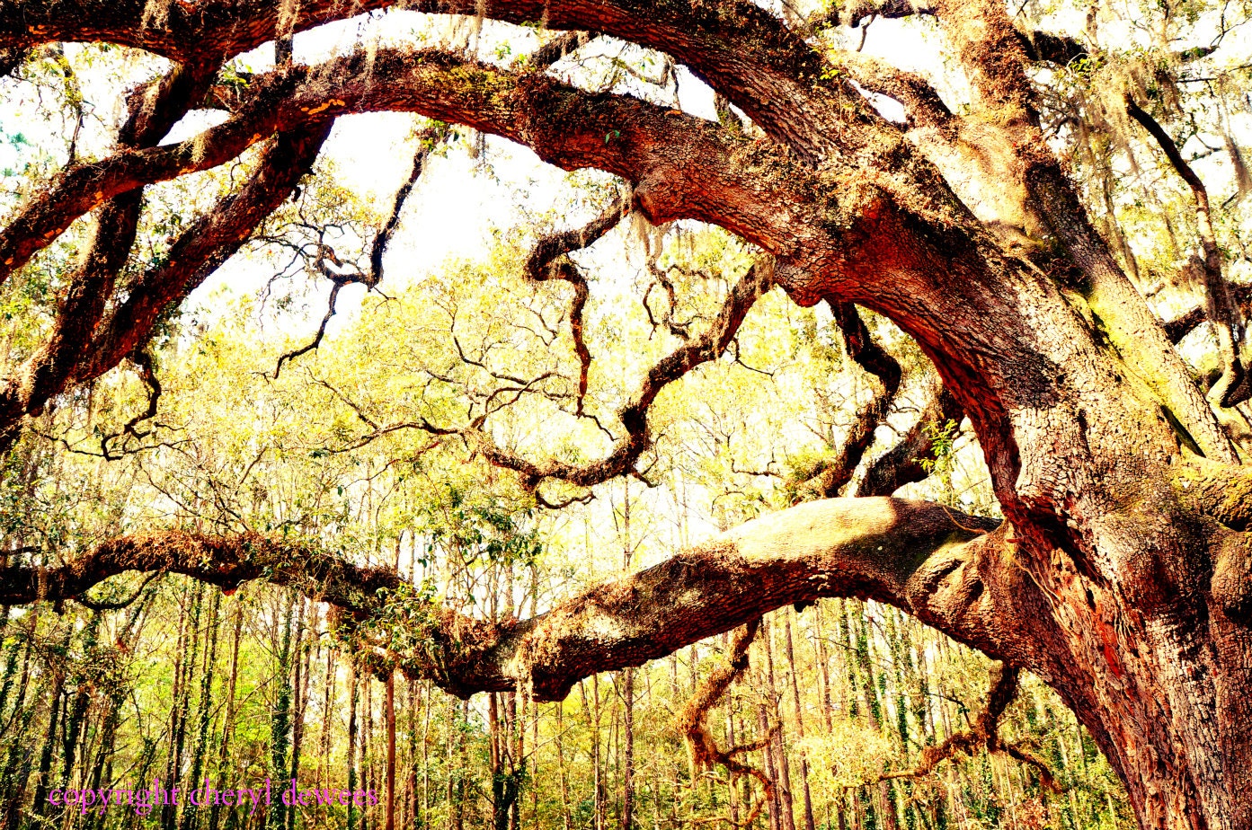 Enchanted Forest/Fine Art Photo Print/Photography/Tree/Green/Nature/Forest - PointofViewCreations