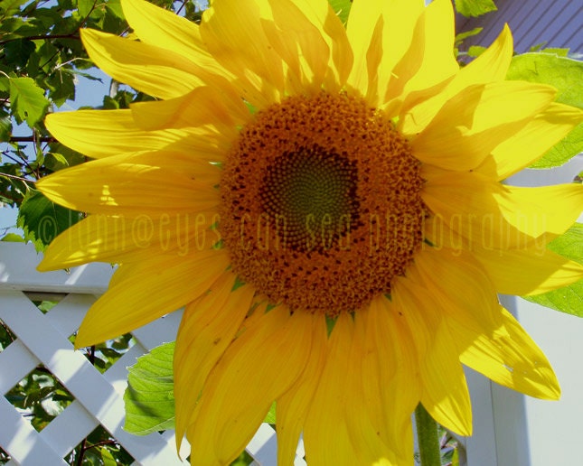 Fine Art Print, Vintage Nature Photography, Backyard, Sunshine, Yellow Sunflower, Landscape 8x10 - Sunny Days