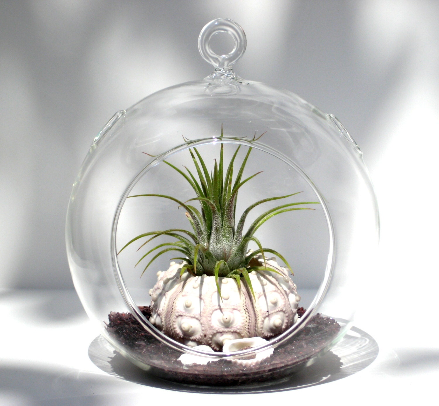 Terrarium Kit - Sputnik Sea Urchin with Air Plant / Tillandsia - Purple Crushed Glass