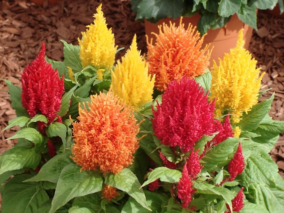 Celosia argentea Plumosa Woolflower by CaribbeanGarden