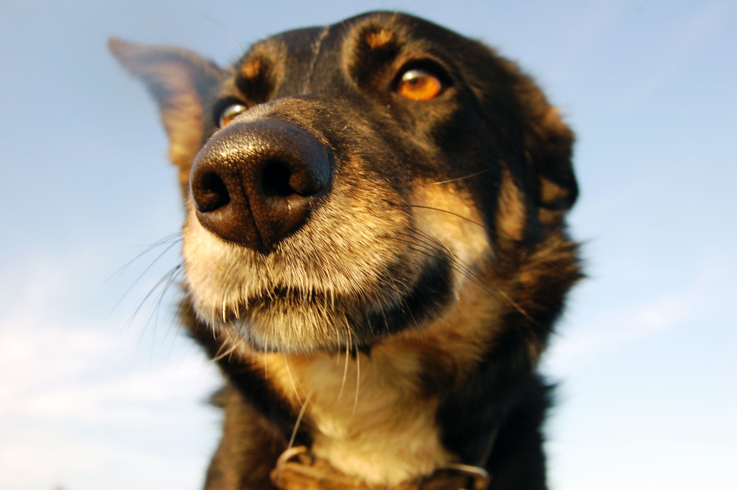 Dog Pet Portrait, Photography Fine Art  8" x 10" Print