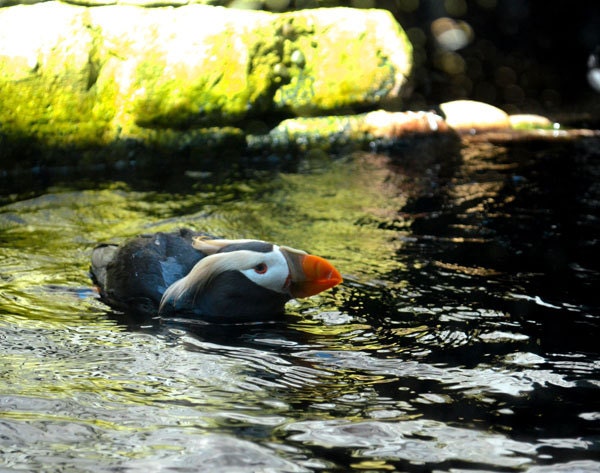 Puffin Penguin Fine Art Print 8x10 Photography