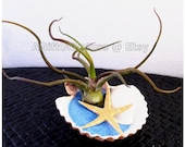 Fun Tillandsia : Medusa Air Plant On A Half Shell Blue Theme Terrarium DIY Kit - Starfish Seashell Wedding Favor Party Favor