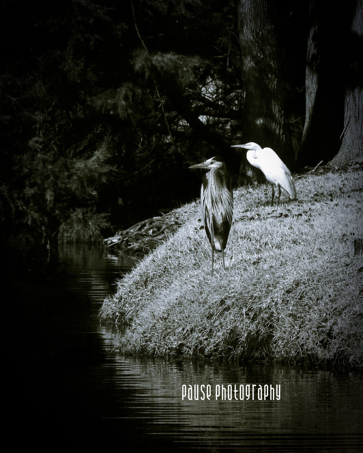 Birds on a Bank - Fine Art Print, Black and White Photography - Birds, Egret, Heron, Wall Decor, 8x10