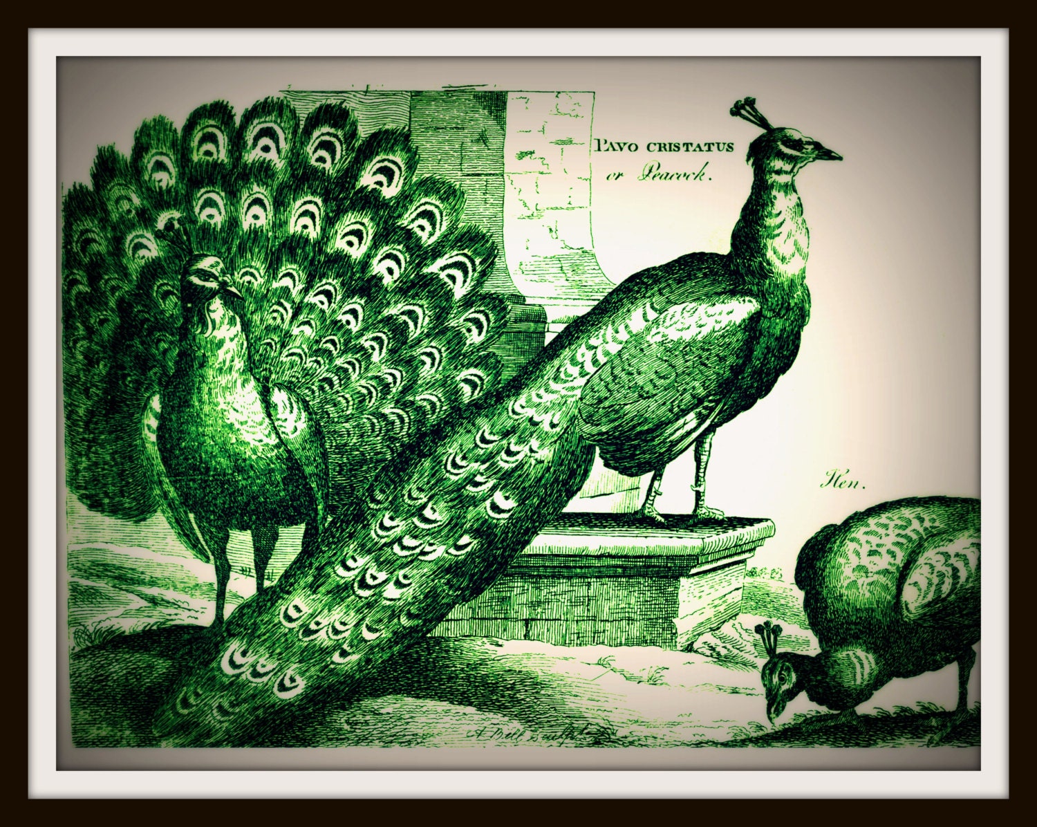 Prissy Peacocks - Giclee Art Print of Vintage Antique Pen and Ink Enhanced Drawing