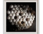 Wasp Nest 1 - Agressive Wild Nature 30x20cm or 20x20cm