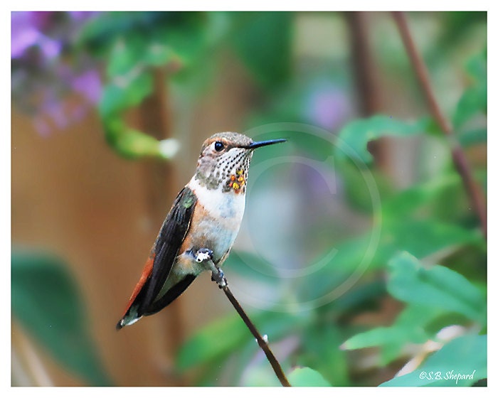 Nature wild bird photography-Hummingbird-Butterfly Bush-garden-red, white, black, green, blue, brown Spring, Summer home decor fine art