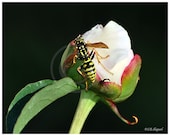 Macro photography-Peony flower and Yellow Jacket wasp-black, white, green, pink, yellow high contrast home decor fine art - SingingWingsArt