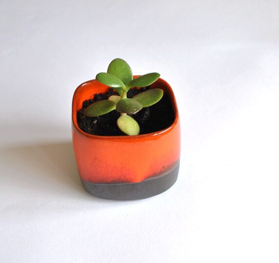 Buy indoor plants gifts - lucky money tree for fathers day gift red pottery Jade tree plant home decor Indoor plant with pot