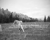 Lonely Oats, Black & White Fine Art Photography, 4x6 Print Matted to fit 8x10 Frame, Ready to Frame Print, Horse in Field