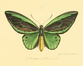 Butterfly art print French art print  Cottage wall decor Victorian wall decor Antique print  Nature wall art Home decor art 8x10  print