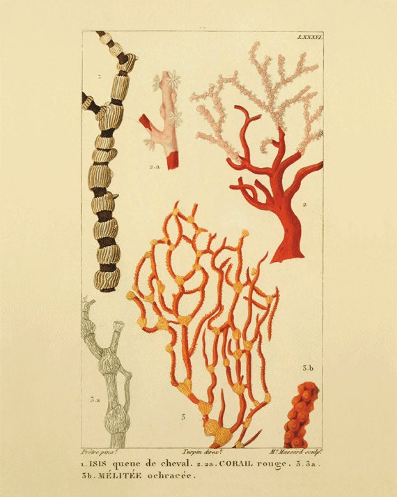 Sea Coral vintage art nautical art  Ocean art Sea beach art Antique wall decor  nature print natural history art Home decor art  8x10