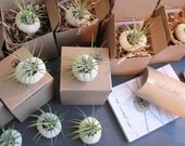 party favor // air plant // sea urchins