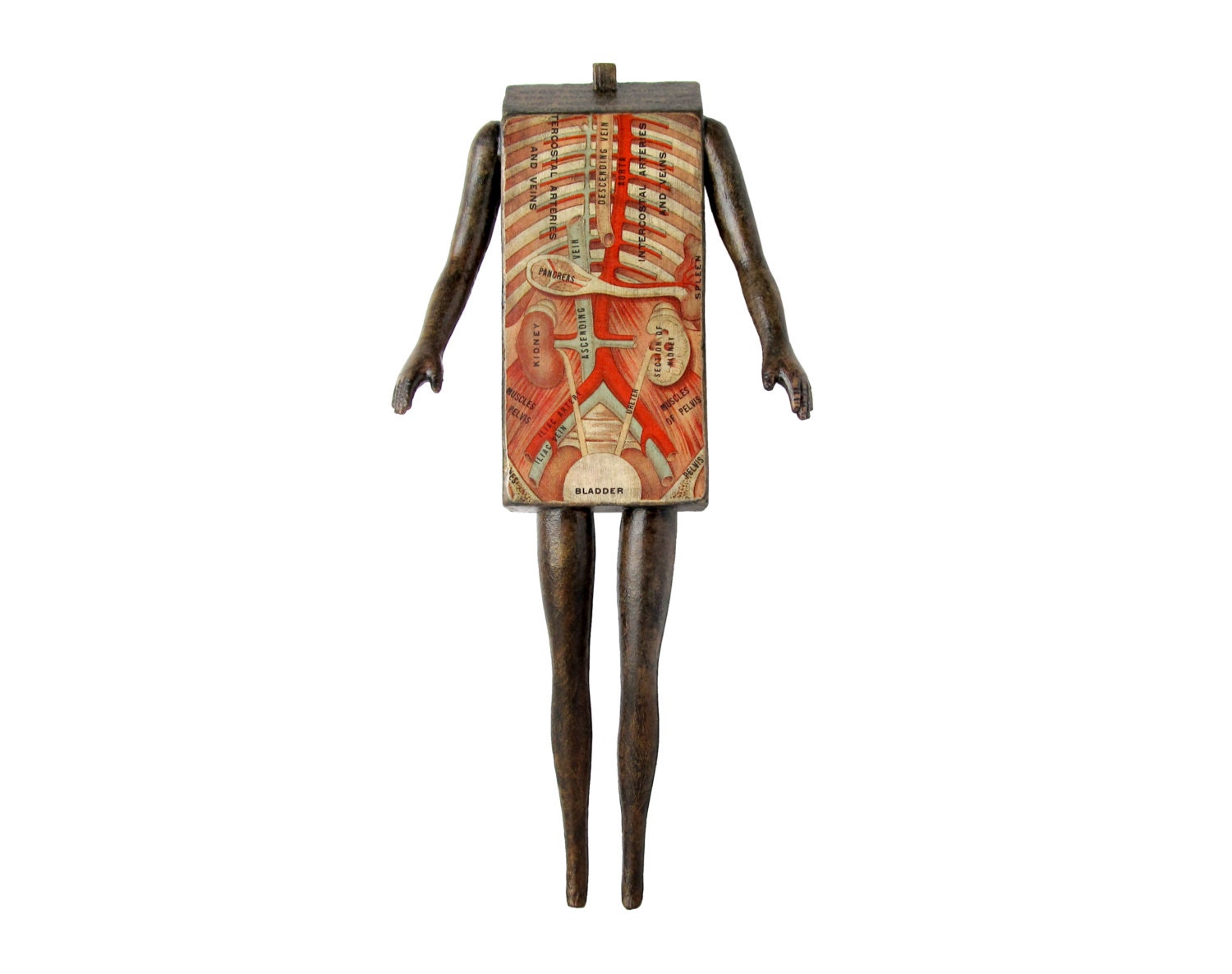 Doll House no 376 (with organs) - Mixed Media Assemblage Sculpture by Suzanna Scott