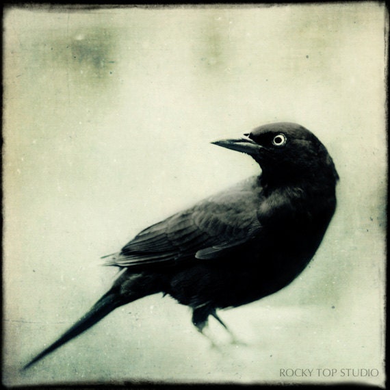 Spooky Gothic Black and White Bird Print, Fine Art Photography Bird, Crow, Raven, Blackbird, Halloween Art, "Grackle No. 2"