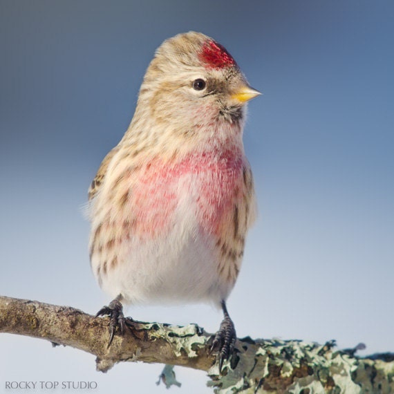 Animal Photography, Redpoll Bird Photography, Woodland Animal Art, Bird Photo, Cute Animal Photo, Nature Photography Print, Wildlife Photo