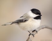Chickadee Print, Nature Photography, Wildlife Photography, Bird Art Print, Animal Photography Print, Bird Photo, Chickadee Bird Wall Art