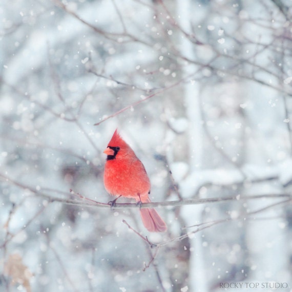 Winter Art, Red Cardinal Bird Print, Bird Art, Bird Wall Art, Winter Decor, Bird Photography, Fine Art Photograph "Red Cardinal No. 2"