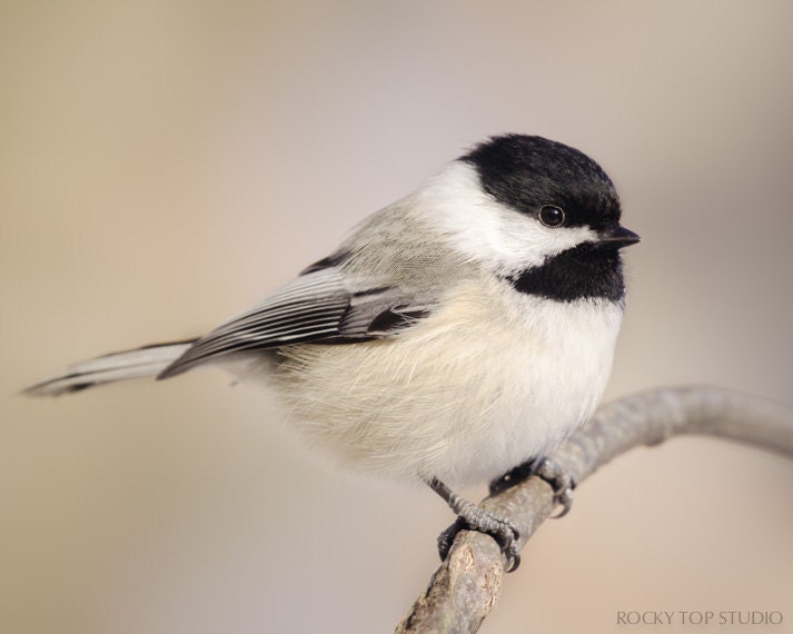 Chickadee Print, Nature Photography, Wildlife Photography, Bird Art Print, Animal Photography Print, Bird Photo, Chickadee Bird Wall Art