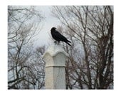 Crow Home Decor, Nature Art, Gothic Home Decor, Raven - She Owns It