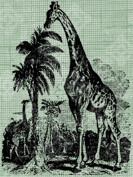 Digital Download Giraffe Antique Illustration digi stamp, digis, digital graphic, African giraffes in their habitat