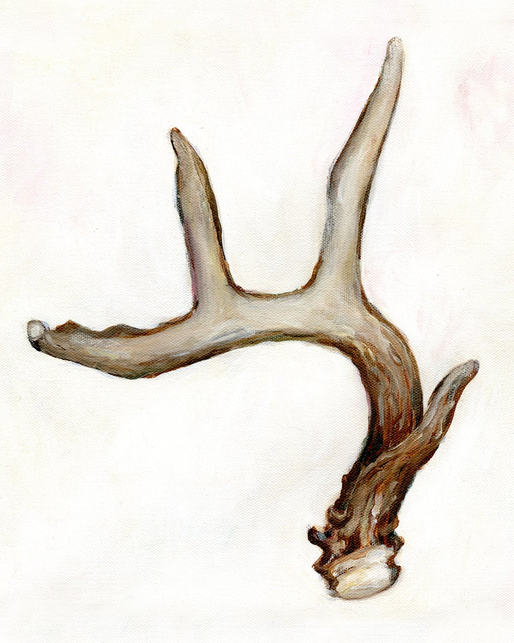 Antler - 5x7 Print