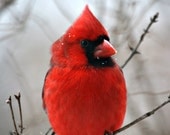 Big Red